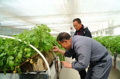 寧夏西吉 馬鈴薯繁育新技術助推脫貧攻堅與種植技術革新